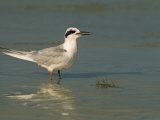 Forster's Tern, Sterna Forsteri, USA