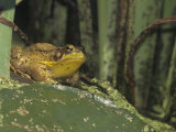 Green Frog, Rana Clamitans, North America