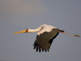 Yellow-Billed Stork Flying, Mycteria Ibis, Nakuru National Park, Kenya, Africa
