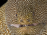 Whitemouth Moray Eel Head (Gymnothorax Meleagris), Hawaii, USA