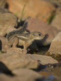 Harris Antelope Squirrel