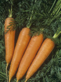 Buy Carrots are Vegetables with a Tap Root (Daucus Carota) at AllPosters.com