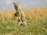 Coyote (Canis Latrans) Capturing Bobwhite Quail Prey, North America