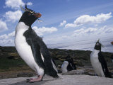 Rockhopper Penguins, Eudyptes Chrysocome, Falkland Islands