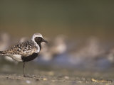 Black-Bellied Plover, Pluvialis Squatarola, Jamaica Bay Wildlife Refuge, New York, USA