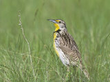 Western Meadowlark in Prairie Grasses (Sturnella Neglecta), North America