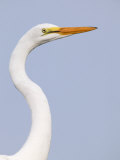 Great Egret Juvenile (Ardea Alba), Southern USA