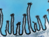 Highly Folded Plasma Membrane of a Protozoan