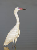 Reddish Egret (Egretta Rufescens) White Phase or White Morph, Florida, USA