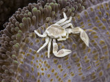 Porcelain Crab (Neopetrolisthes Maculata) on a Sea Anemone, Yap, Micronesia