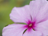 Rosy Periwinkle