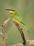 Little Bee Eater, Merops Pusillus, Nairobi National Park, Kenya, Africa
