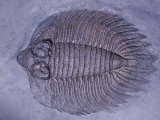 Trilobite Fossil (Arctinurus Boltoni), Silurian, 400 M.Y.A., Middleport, New York