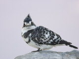 Pied Kingfisher at Sunset, Ceryle Rudis, Lake Naivasha, Kenya, Africa