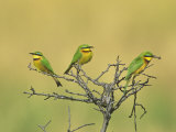 Little Bee-Eaters, One with Insect Prey in its Bill, Merops Pusillus, Masai Mara, Kenya, Africa