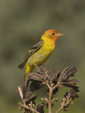 Western Tanager Male (Piranga Ludoviciana) on Agave Seed Pods, Arizona, USA