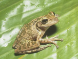 Cuban Treefrog, Osteopilus Septentrionalis, Cuba and an Introduced Species in Florida, USA