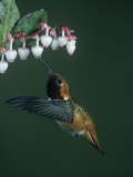 Allen's Hummingbird, Selasphorus Sasin, North America