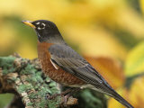 American Robin Male on a Snag (Turdus Migratorius). North America