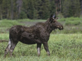 Moose Buck in Velvet, Alces Alces, Yellowstone National Park, Wyoming, USA