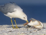 Ring-Billed Gull, Larus Delawarensis, Eating a Fish Head on Shore, North America