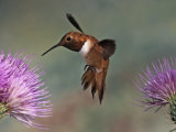 A Rufous Hummingbird Hovering at a Thistle Flower (Selasphorus Rufus), New Mexico, USA