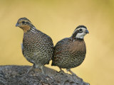 Northern Bobwhite Pair, Colinus Virginianus, North America