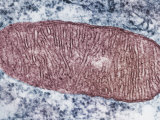 Cross-Section of a Mitochondrion Showing Numerous Crustae