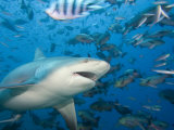 Bull Shark (Carcharhinus Leucas), Fiji