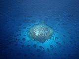 Buy Aerial View of Coral Reefs, Maldives, Indian Ocean, Felidu Atoll at AllPosters.com