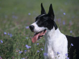 Great Dane Variety of Domestic Dog