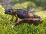 Sierra Nevada Salamander, Ensatina Eschscholtzii Platensis, El Dorado County, California, USA