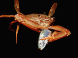 Red-Legged Swimming Crab (Portunus Convexus) Eating a Fish, Djibouti, Africa