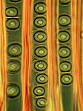 Pine, Pinus, Wood with Xylem, Tracheids and Bordered Pits, Phase Contrast View