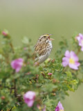 Savannah Sparrow Singing (Passerculus Sandwichensis), Western USA