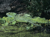 A Plumed Basilisk, Basiliscus Plumifrons, Running on Water