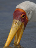 Close-Up of a Yellow-Billed Stork Feeding, Mycteria Ibis, East Africa