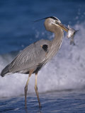 Great Blue Heron (Ardea Herodias) with a Fish That Is Has Speared with its Bill, Florida Coast, USA