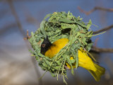 Vitelline Masked Weaver Building its Nest (Ploceus Vitellinus), Tanzania, Serengeti National Park