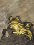 River Frog, Rana Heckscheri, Florida, USA