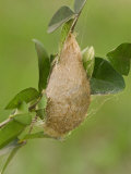 Silkmoth Cocoon (Rothschildia Erycinia Nigra). Ecuador