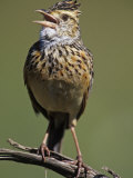 Rufous-Naped Lark Singing, Mirafra Africana, Masai Mara Game Refuge, Kenya, Africa