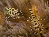 Buy The Larger of These Two Coleman Shrimp (Periclimenes Colemani) Is the Female, Komodo, Indonesia at AllPosters.com