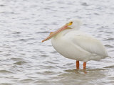 White Pelican Standing in Water, Pelecanus Erythrorhynchos, North America