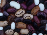Scarlet Runner Bean Varieties, Phaseolus Coccineus