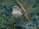 Northern Mockingbird in Red Cedar (Mimus Polyglottos), North America