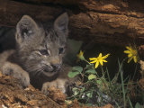 Canada Lynx Kitten, Lynx Canadensis, North America