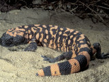 Gila Monster, Heloderma Suspectum, a Poisonous Reptile from the Southwestern Usa Deserts