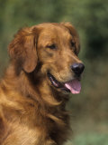 Golden Retriever Breed of Domestic Dog