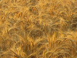 Buy Early Morning Light on a Wheat Field Ready for Harvesting, Triticum Aestivum at AllPosters.com